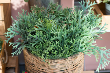 Basket of plastic plant