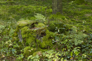 Fototapeta premium Baumstumpf mit Moos und Farn