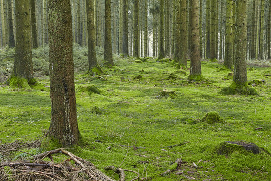 Wald mit Moos