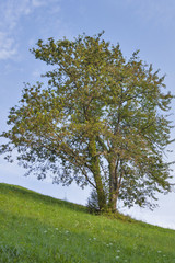 Fototapeta na wymiar Slovenia landscape with lonely tree