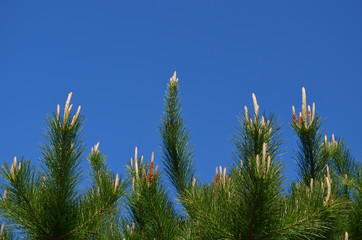 Young branches of pine tree against blue sky