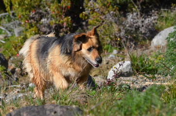 dog running in nature