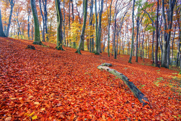 Krajobraz lasu jesienią - obrazy, fototapety, plakaty