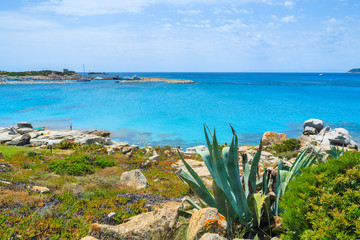 Tropical plants on coast of Sardinia island, Italy