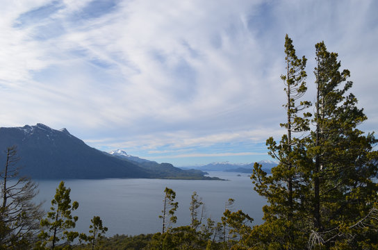 Nothofagus tree, Lake Nahuel Huapi, Patagonian Andes, Bariloche