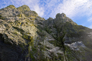 Northern gannets seen on the steep cliffs of St Kilda, UK