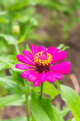 Obraz premium Bee on Pink Straw flower