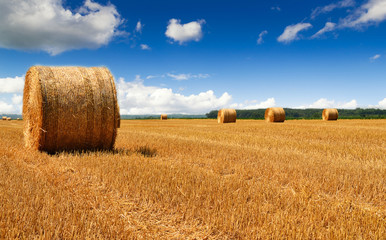 Fototapeta premium Haybales at a field
