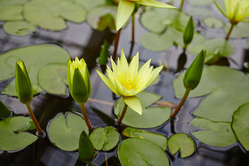 yellow lotus - 73240451