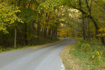 Fototapeta na wymiar Road In Woods Autumn