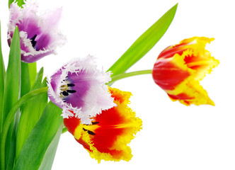  tulips