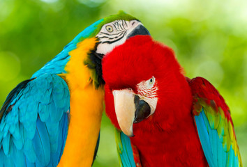 parrots
