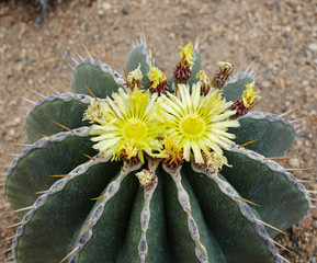 Prickly pear plant cactus - 73240689