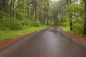 Road In Woods