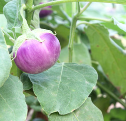 eggplant fruits growing in the garden
