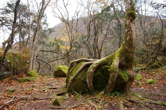 岩をつかむ木