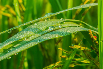 Leaves of rice with drops of dew