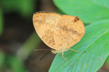 Fototapeta na wymiar Rustic butterfly and green leaf