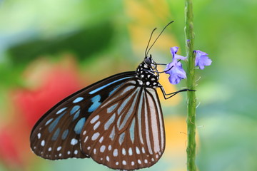 Fototapeta na wymiar Blue Spotted Milkweed butterfly and flowers