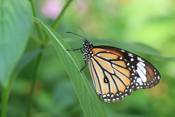 Common Tiger butterfly and green leaf