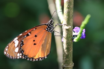 Common Tiger butterfly
