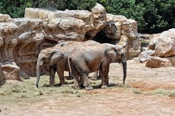 Obraz premium African elephant's couple in natural environment.