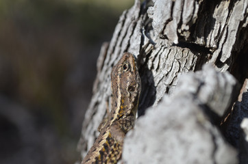 Lizard sunbathing on conifer tree, Bariloche