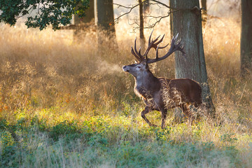 Red deer
