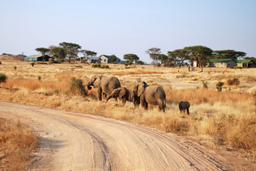 One day of safari in Tanzania - Africa - Elephants