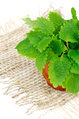 Lemon Balm