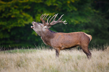 Red deer