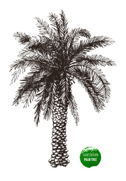 hand drawn palm tree