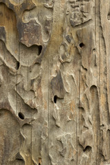Old wooden texture with termite