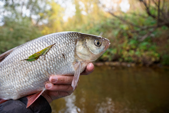 Big orfe in fisherman's hand
