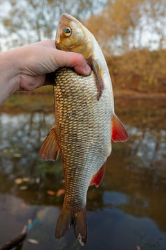 Orfe in fisherman's hand
