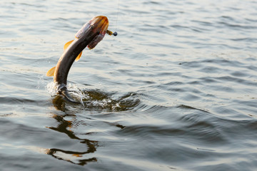 Hooked pike is fighting for freedom