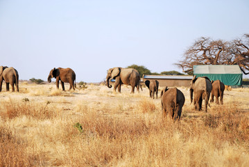 Naklejka premium One day of safari in Tanzania - Africa - Elephants