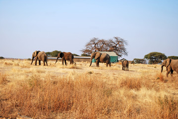 One day of safari in Tanzania - Africa - Elephants