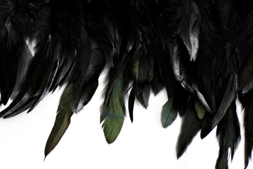 Feather Background