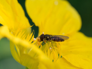 ナスタチウムの蜜を吸う花虻