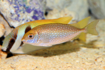 Mottled spinefoot (Siganus fuscescens) in Japan 