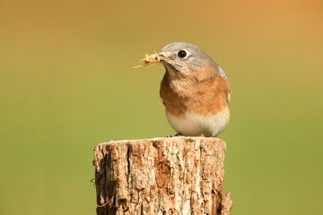 Eastern Bluebird with an insect