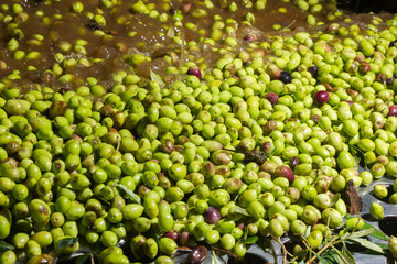 closeup of olives in a olive oil machine