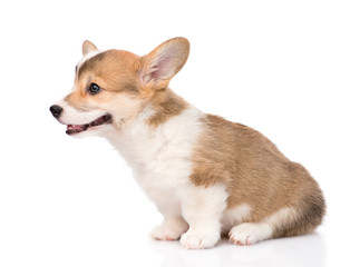 Pembroke Welsh Corgi puppy sitting in profile. isolated on white