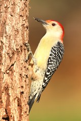 Woodpecker on a tree trunk
