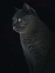 British Blue Cat