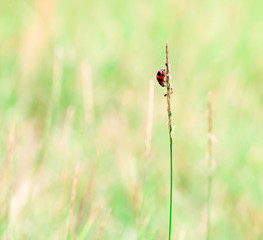 Abstract nature background of grass and ladybug