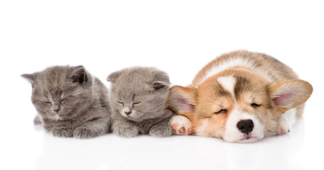 sleeping Pembroke Welsh Corgi puppy and two kittens. isolated on