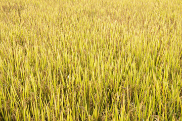 Fototapeta premium rice field in thailand