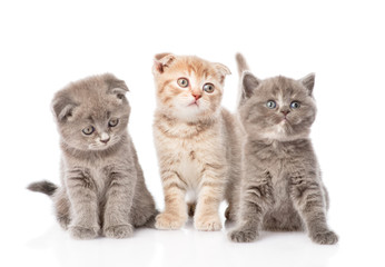 group baby kittens sitting in front. isolated on white backgroun